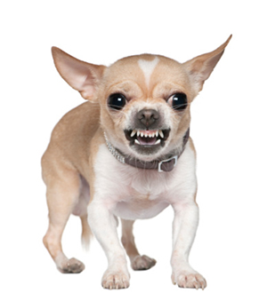 Las 6 más peligrosas de perros pequeños - Oficina de Fernando D. Vargas