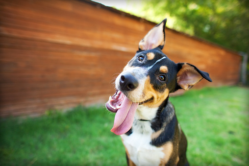 Entender las demandas por lesiones de ataques de perros no agresivos