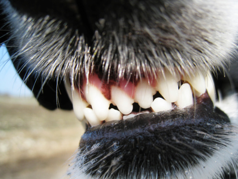 5 errores a evitar en un caso de lesiones por mordedura de perro