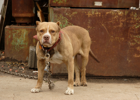 Un caso de Detroit subraya la responsabilidad que tienen los propietarios por las acciones de sus animales