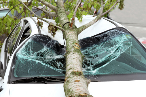 La caída de un árbol mata un conductor en Pacific Beach