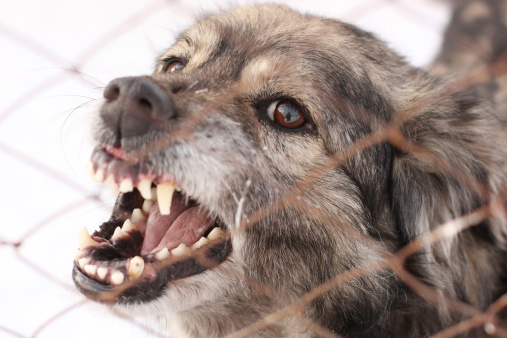 Tres tipos de ley de responsabilidad por mordeduras de perro 