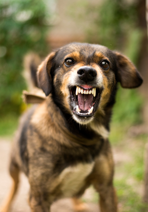 Si le ha mordido un perro en California puede que tenga un caso de lesiones personales 