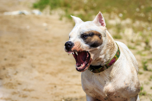 Lesiones mordedura de perro en California: lo que necesita saber 