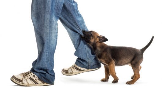 No todas las mordeduras de perro justifican una demanda de lesiones personales: ¿y la suya? 