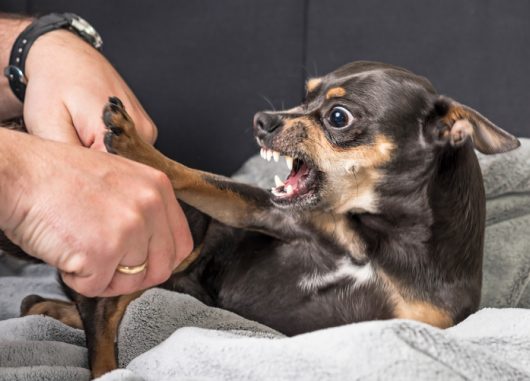 5 pasos que debe tomar después de un accidente de mordedura de perro