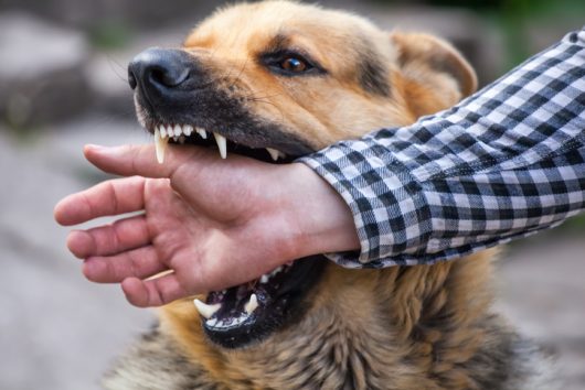 Todo lo que necesita saber sobre los casos de mordeduras de perro en California