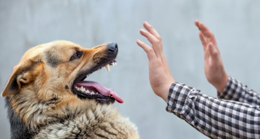 Entender los ataques de los perros: ¿Por qué muerden y qué debe hacer si le sucede?