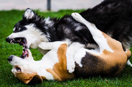Las mordeduras de los perros no solo afectan a las personas: aprenda cómo proteger a su perro