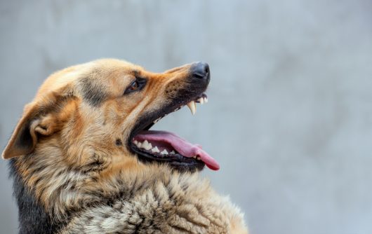 4 cosas que debe hacer si usted es víctima de una mordedura de perro en California