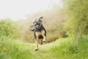 Los Centros para el Control y Prevención de Enfermedades publican un estudio sobre lesiones relacionadas con las caídas causadas por las mascotas