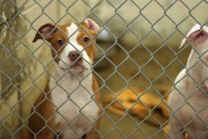 Las mordeduras de perro en los refugios para animales suceden más frecuentemente de lo que usted cree: sepa cómo protegerse