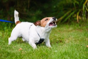 7 maneras en que un abogado de lesiones personales puede ayudar después de una mordedura de perro en California
