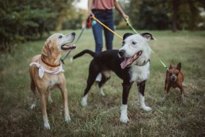 Aprenda a protegerse si trabaja como paseador de perros en California