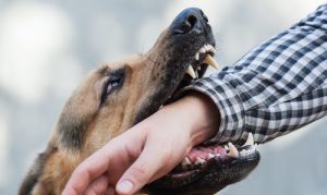 ¿Necesita contratar a un abogado de mordeduras de perro? Descubra cómo podría ayudarle a ganar su caso