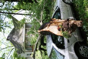 ¿Se lesionó con un árbol en la propiedad de otra persona? El propietario podría ser responsable de sus lesiones 
