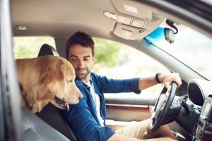Aprenda cómo los conductores de California pueden conducir con sus mascotas de manera segura