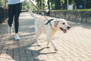 Los casos de mordeduras de perro no siempre son simples: aprenda quién puede ser considerado responsable cuando un perro muerde mientras va con un paseador de perros