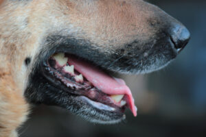Hay tres tipos de ley sobre las mordeduras de perro en los Estados Unidos: sepa cuál es la de California
