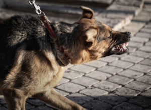 Obtenga las respuestas que necesita a las preguntas sobre la responsabilidad por las mordeduras de perro en California